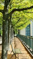 The beautiful campus view with the old buildings and green meadow in the university photo