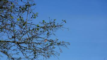 The autumn view with the full of red fruits on the tree photo