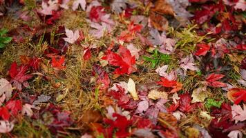 el caído vistoso otoño hojas en el suelo en otoño foto