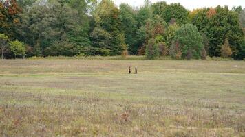 The park autumn view with the walking people on the hiking path photo