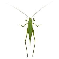 aislado imagen de un verde saltamontes en un blanco antecedentes vector