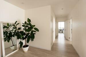 large green ficus in a pot on the floor photo