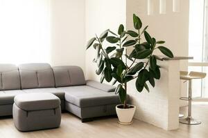 Homemade ficus in a pot. Minimalism. home plant concept. ficus photo