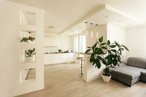 large green ficus in a pot on the floor photo