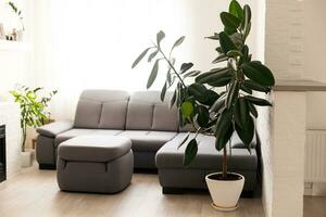 large green ficus in a pot on the floor photo