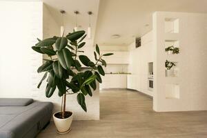 large green ficus in a pot on the floor photo