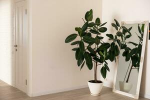 large green ficus in a pot on the floor photo