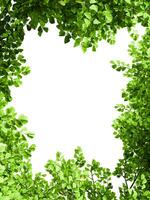 Greenery branches leaves frame border photo