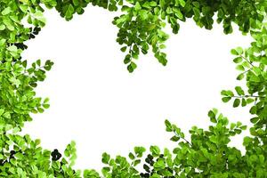 Greenery branches leaves frame border photo