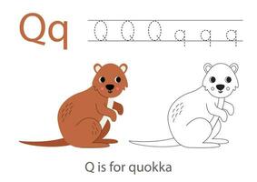 Tracing alphabet letters with cute animals. Color cute quokka. Trace letter Q. vector