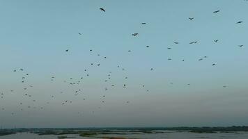 troupeaux de migratoire des oiseaux, cormorans en volant dans formation. silhouette de noir migratoire des oiseaux, groupe de cormorans en volant plus de le rivière, grappes de cormoran des oiseaux en volant dans le bleu ciel video