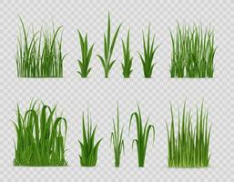 Realistic green grass, field sprouts, lawn plant vector