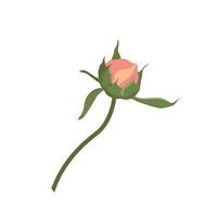 One small unopened peony flower gently pink. Bud for a website or shop of flowers and plants, shabby chic style decoration of cards and invitations, vector