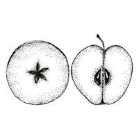 2 apples slices for mulled wine. Top view  fruit hand drawn illustration for cafe, restaurante menu, packaging product or wrapping vector