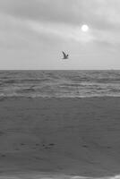 greyscale shot  of  sea and beach at the dutch North Sea photo