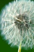 detailed picture of a dandelion AI Generative photo