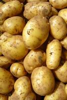 untreated potatoes directly from the field AI Generative photo