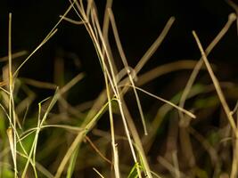 Wild grass in the landscape with little depth of field AI Generative photo