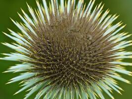 flor de un cardo ai generativo foto