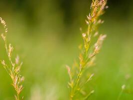 Wild grass in the landscape with little depth of field AI Generative photo