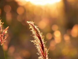 Wild grass in the landscape with little depth of field AI Generative photo