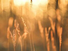 Wild grass in the landscape with little depth of field AI Generative photo