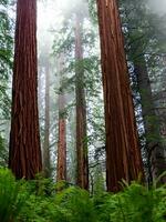 Some redwood trees in forest AI Generative photo