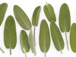 Sage leaves isolated on white background AI Generative photo