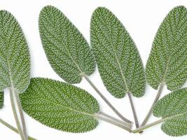 Sage leaves isolated on white background AI Generative photo