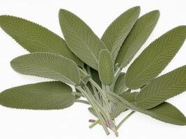 Sage leaves isolated on white background AI Generative photo