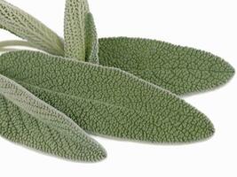 Sage leaves isolated on white background AI Generative photo