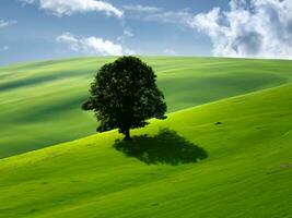 solitario árbol en laminación colinas ai generativo foto