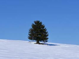 solitary tree on rolling  hills AI Generative photo