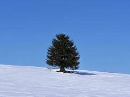 solitary tree on rolling  hills AI Generative photo