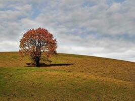 solitary tree on rolling  hills AI Generative photo