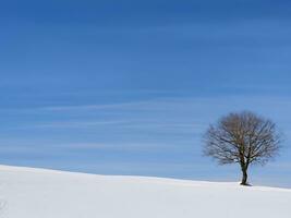 solitary tree on rolling  hills AI Generative photo