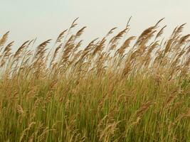 gras in the wind background, ai generative photo