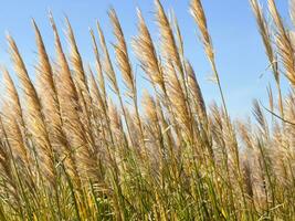 gras in the wind background, ai generative photo