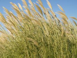 gras in the wind background, ai generative photo