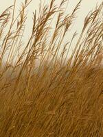 gras in the wind background, ai generative photo