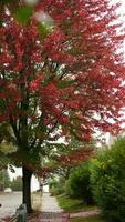 The colorful and beautiful leaves on the trees in autumn photo