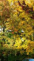 The colorful and beautiful leaves on the trees in autumn photo