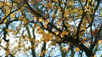 The colorful and beautiful leaves on the trees in autumn photo