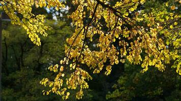 The colorful and beautiful leaves on the trees in autumn photo