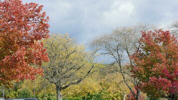 el vistoso y hermosa hojas en el arboles en otoño foto