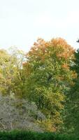 The colorful and beautiful leaves on the trees in autumn photo