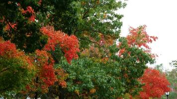 The colorful and beautiful leaves on the trees in autumn photo