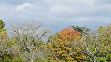 The colorful and beautiful leaves on the trees in autumn photo