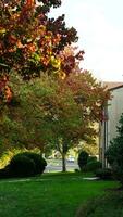 The colorful and beautiful leaves on the trees in autumn photo