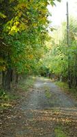 The colorful and beautiful leaves on the trees in autumn photo